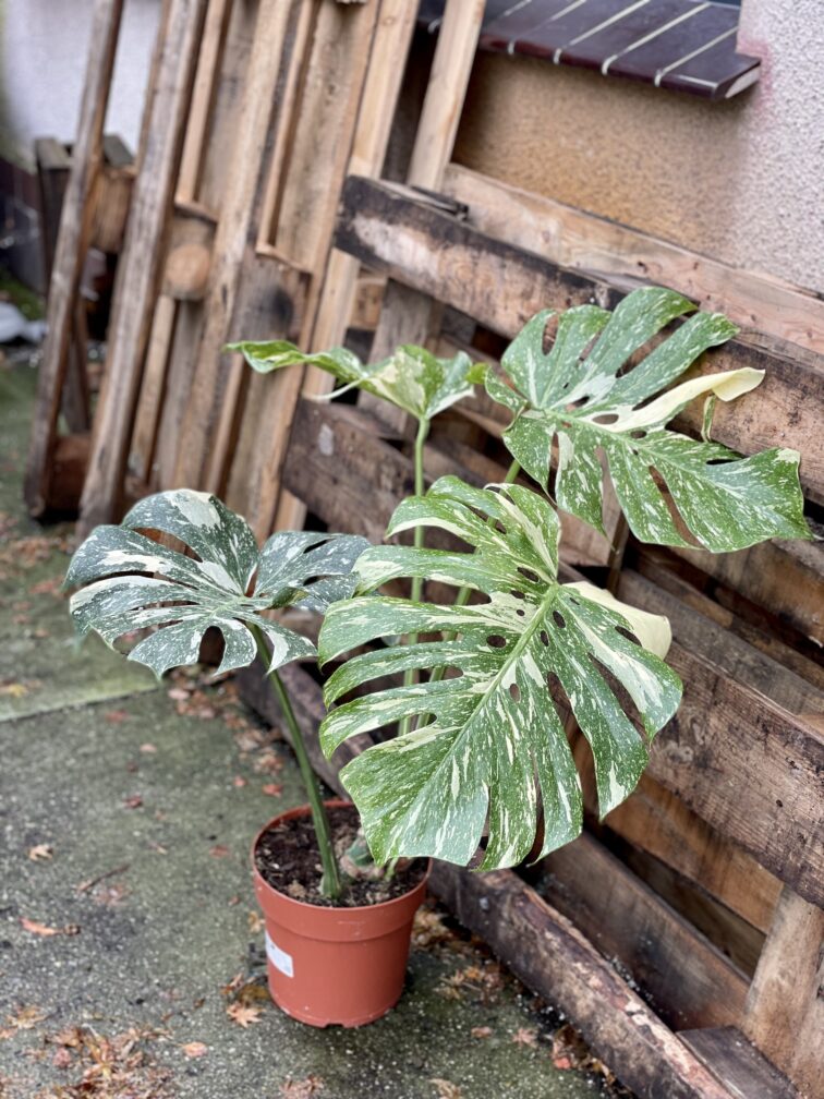 Zdjęcie rosliny doniczkowej Monstera Thai Constellation 5, ujęcie 1