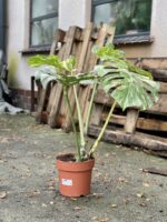 Zdjęcie rosliny doniczkowej Monstera Thai Constellation 5, ujęcie 3