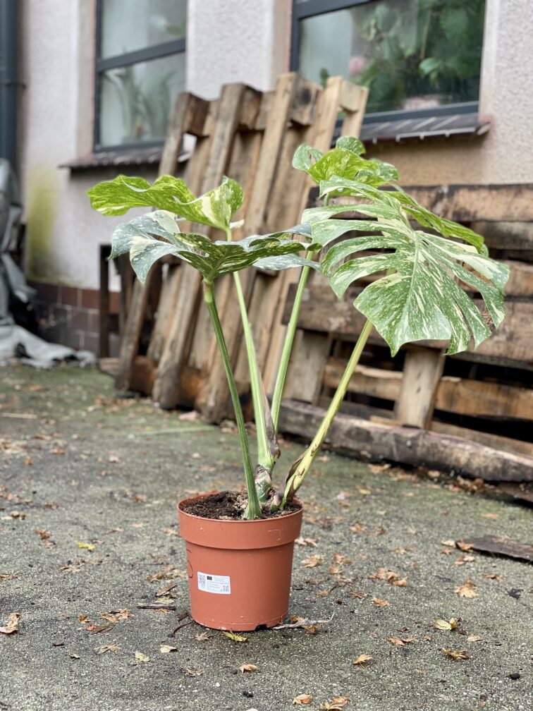 Zdjęcie rosliny doniczkowej Monstera Thai Constellation 5, ujęcie 3