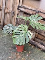 Zdjęcie rosliny doniczkowej Monstera Thai Constellation 5, ujęcie 4