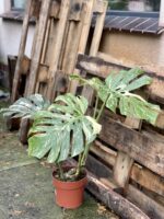 Zdjęcie rosliny doniczkowej Monstera Thai Constellation 5, ujęcie 5