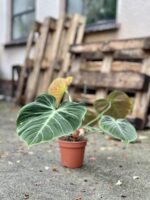 Zdjęcie rosliny doniczkowej Philodendron rubrijuvenile El Choco Red, ujęcie 1