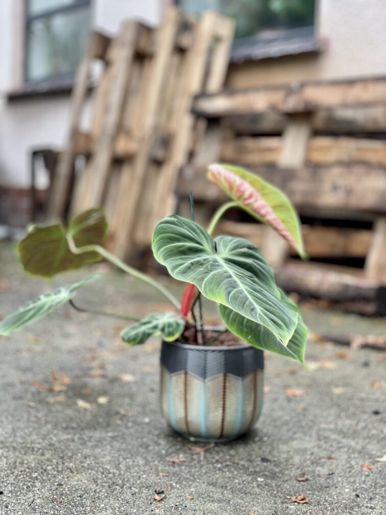 Zdjęcie rosliny doniczkowej Philodendron rubrijuvenile El Choco Red, ujęcie 2