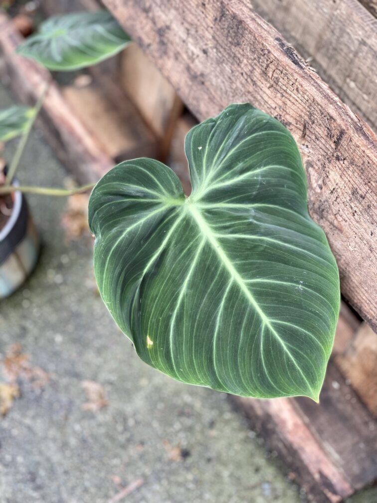 Zdjęcie rosliny doniczkowej Philodendron rubrijuvenile El Choco Red, ujęcie 3