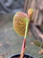 Zdjęcie rosliny doniczkowej Philodendron rubrijuvenile El Choco Red, ujęcie 5