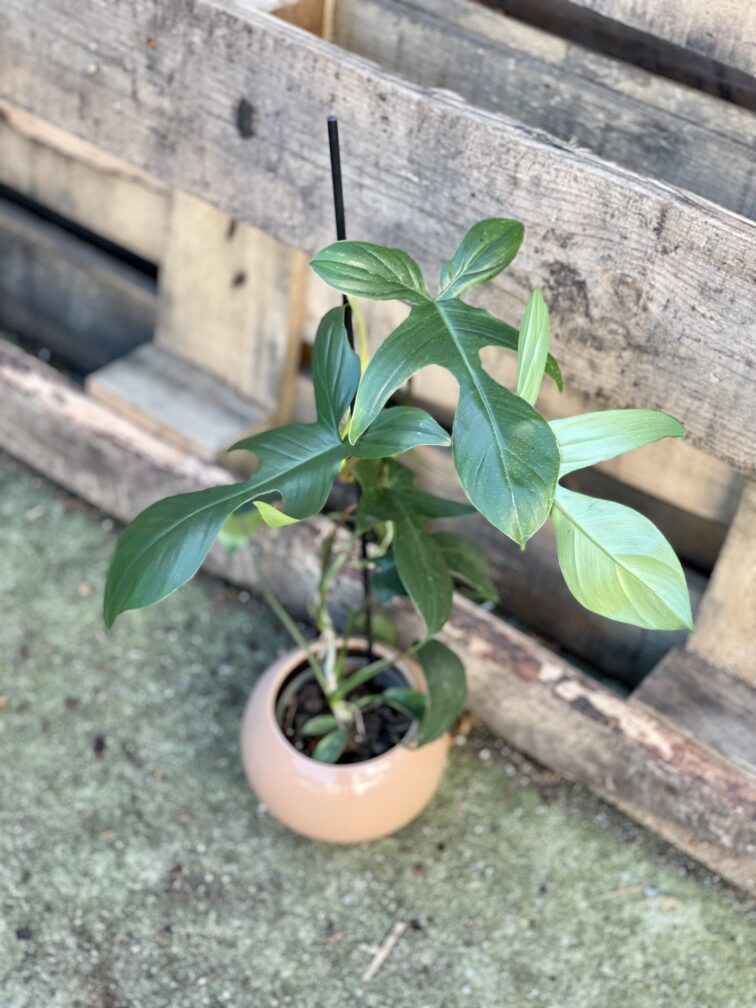 Zdjęcie rosliny doniczkowej Philodendron Florida Green, ujęcie 1