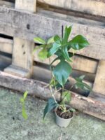 Zdjęcie rosliny doniczkowej Philodendron Florida Green, ujęcie 2