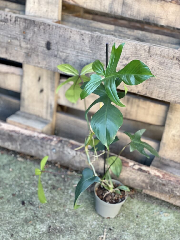 Zdjęcie rosliny doniczkowej Philodendron Florida Green, ujęcie 2