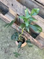 Zdjęcie rosliny doniczkowej Philodendron Florida Green, ujęcie 3