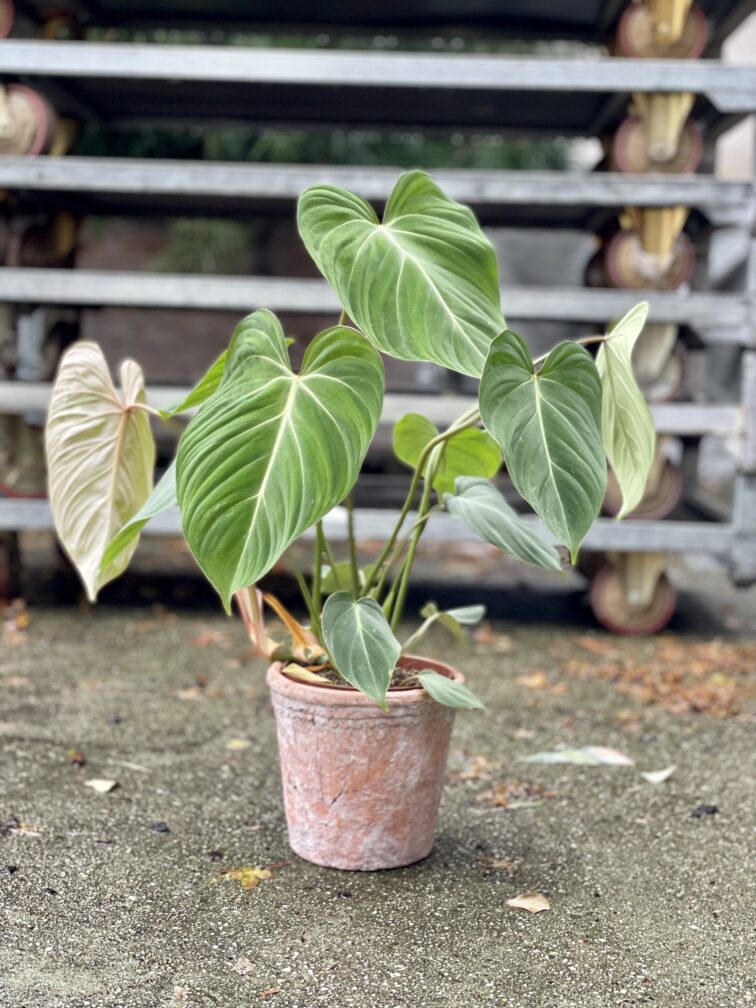 Zdjęcie rosliny doniczkowej Philodendron gloriosum, ujęcie 1