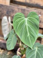 Zdjęcie rosliny doniczkowej Philodendron gloriosum, ujęcie 2