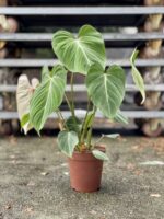 Zdjęcie rosliny doniczkowej Philodendron gloriosum, ujęcie 3
