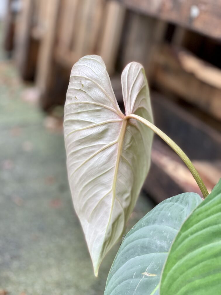 Zdjęcie rosliny doniczkowej Philodendron gloriosum, ujęcie 4