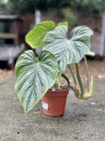 Zdjęcie rosliny doniczkowej Philodendron Plowmanii, ujęcie 1