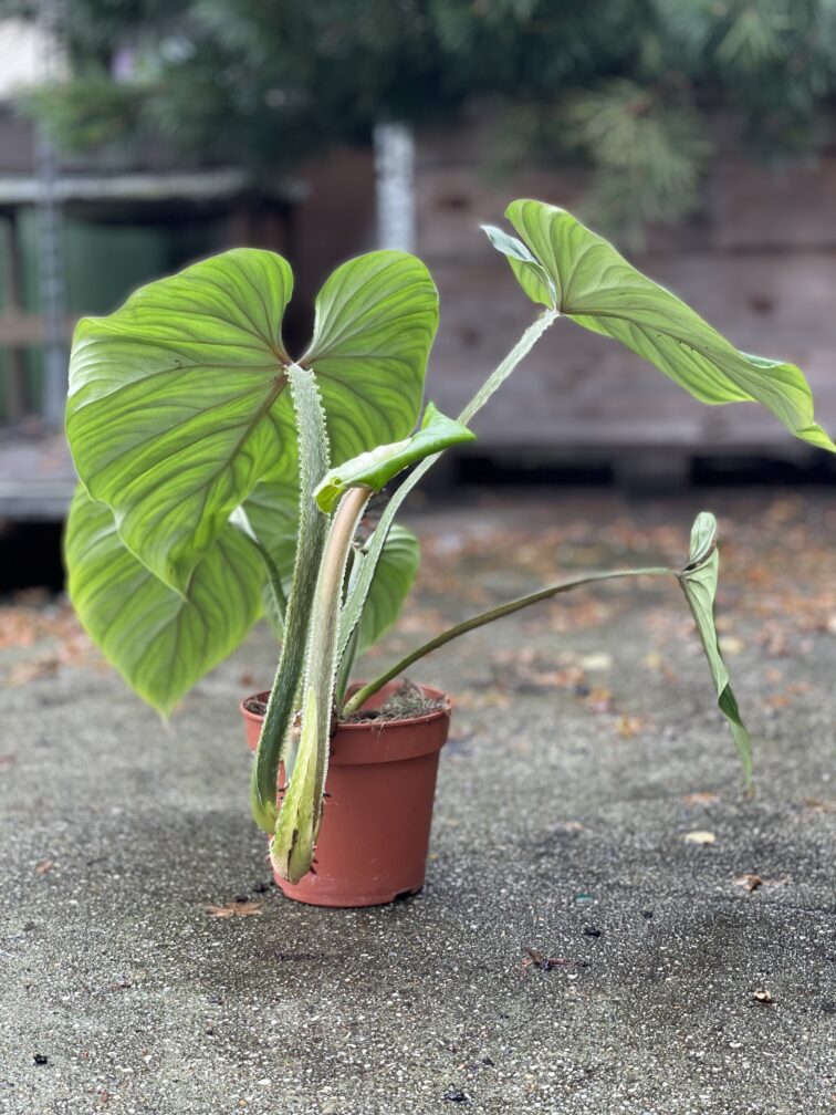 Zdjęcie rosliny doniczkowej Philodendron Plowmanii, ujęcie 2