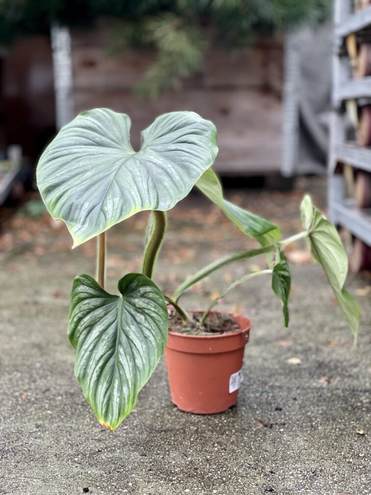 Zdjęcie rosliny doniczkowej Philodendron Plowmanii, ujęcie 3