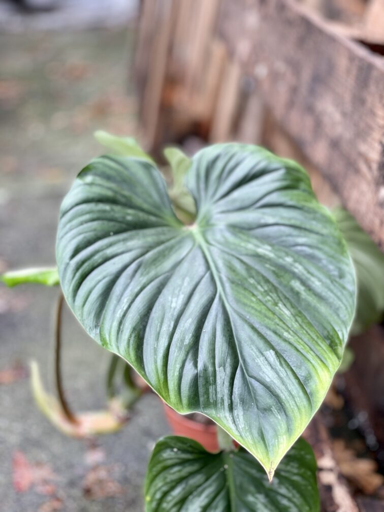 Zdjęcie rosliny doniczkowej Philodendron Plowmanii, ujęcie 4