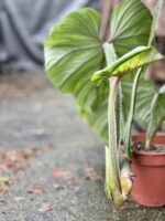 Zdjęcie rosliny doniczkowej Philodendron Plowmanii, ujęcie 5