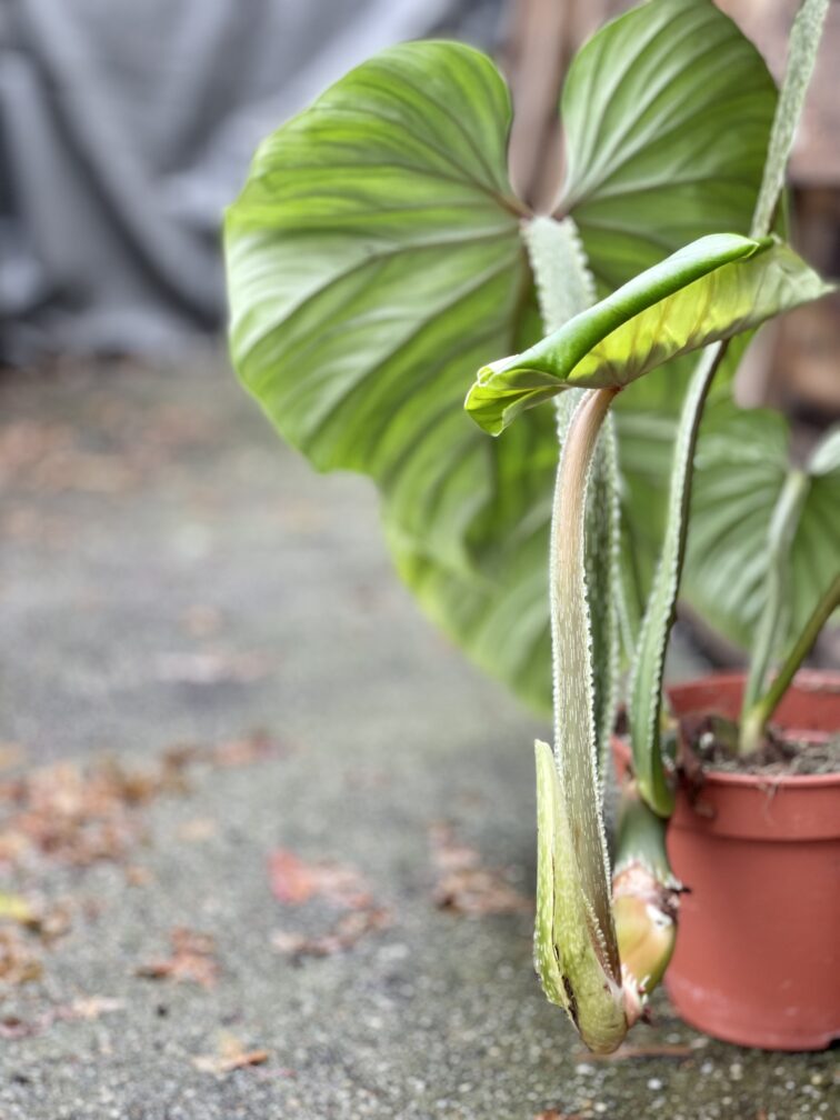 Zdjęcie rosliny doniczkowej Philodendron Plowmanii, ujęcie 5
