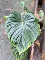 Zdjęcie rosliny doniczkowej Philodendron Plowmanii, ujęcie 6