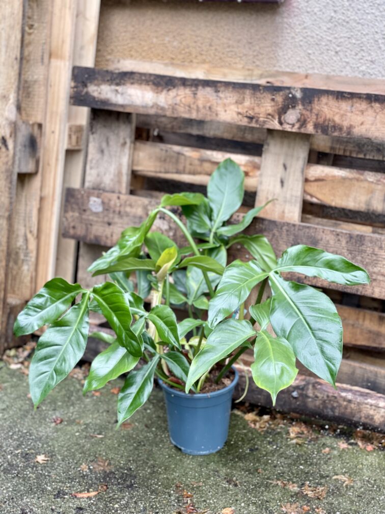 Zdjęcie rosliny doniczkowej Philodendron tripartitum, ujęcie 1