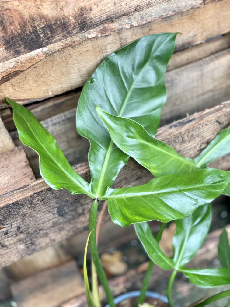 Zdjęcie rosliny doniczkowej Philodendron tripartitum, ujęcie 2