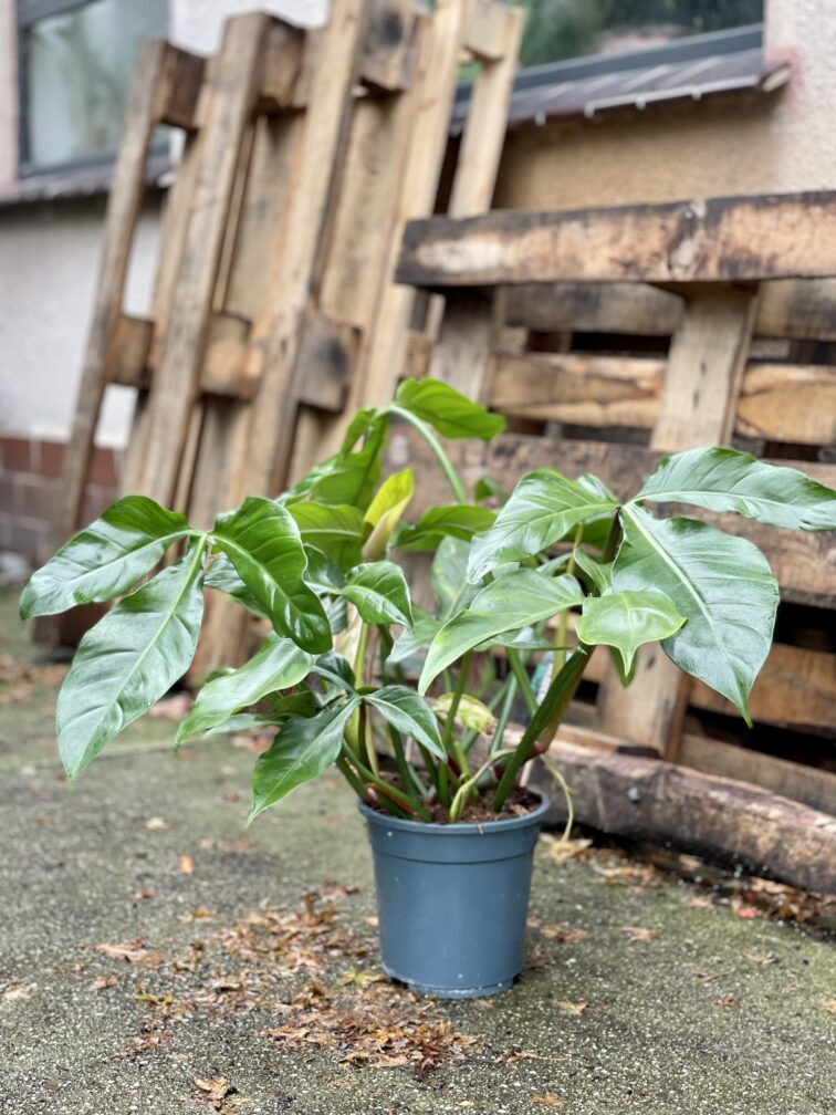 Zdjęcie rosliny doniczkowej Philodendron tripartitum, ujęcie 3