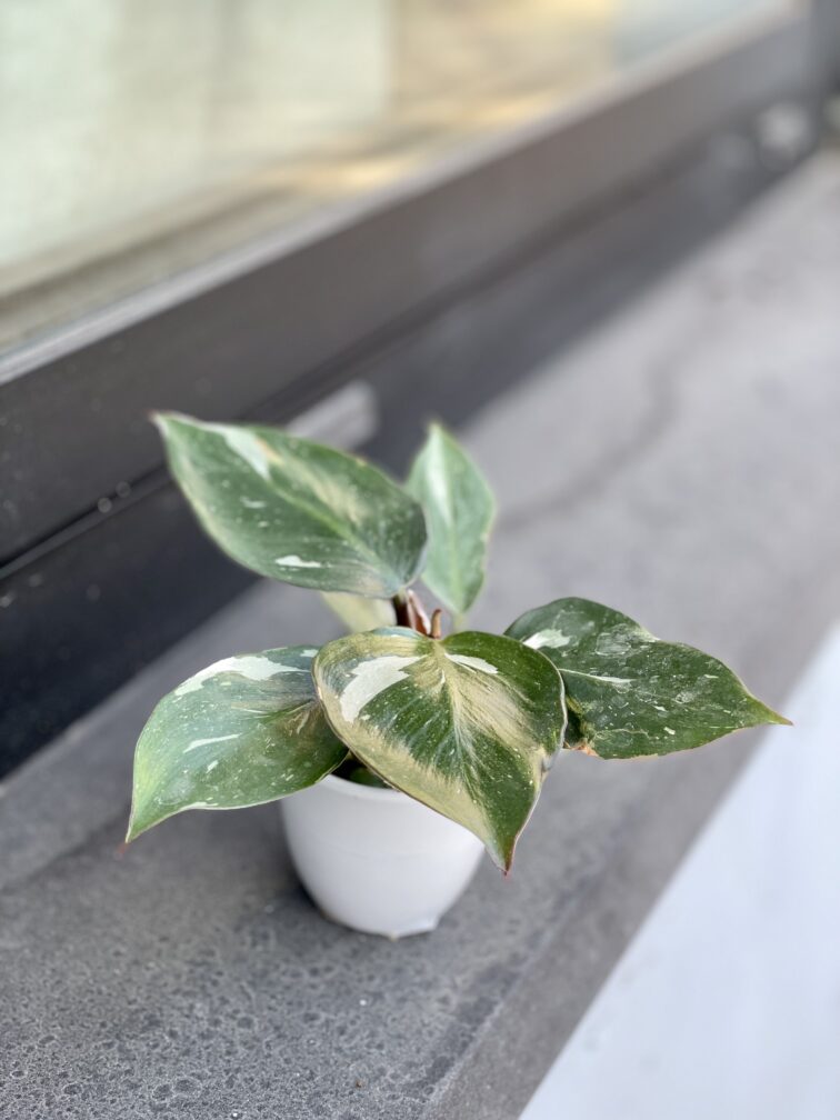 Zdjęcie rosliny doniczkowej Philodendron White Knight, ujęcie 1