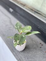 Zdjęcie rosliny doniczkowej Philodendron White Knight, ujęcie 2