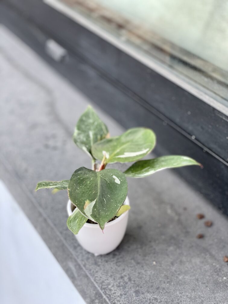 Zdjęcie rosliny doniczkowej Philodendron White Knight, ujęcie 2