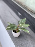 Zdjęcie rosliny doniczkowej Philodendron White Knight, ujęcie 3