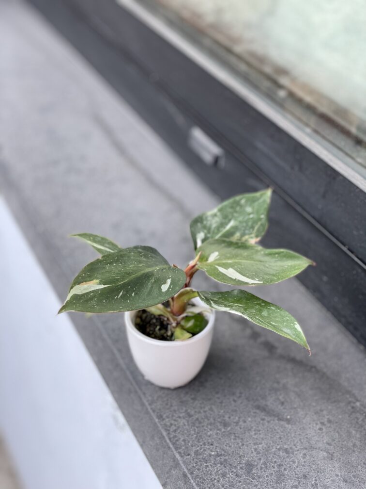 Zdjęcie rosliny doniczkowej Philodendron White Knight, ujęcie 3
