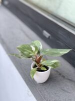 Zdjęcie rosliny doniczkowej Philodendron White Knight, ujęcie 4