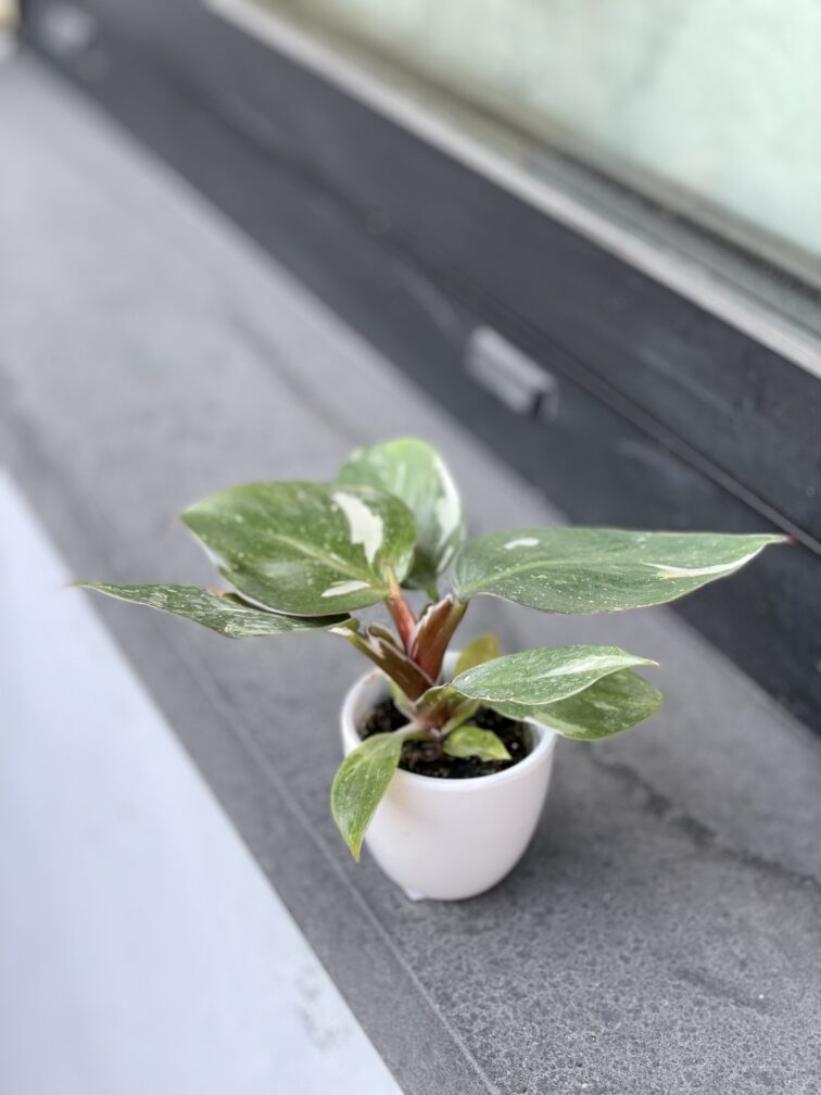 Zdjęcie rosliny doniczkowej Philodendron White Knight, ujęcie 4