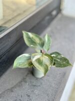 Zdjęcie rosliny doniczkowej Philodendron White Knight, ujęcie 5
