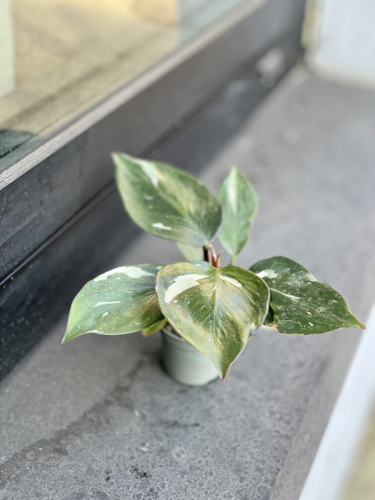 Zdjęcie rosliny doniczkowej Philodendron White Knight, ujęcie 5