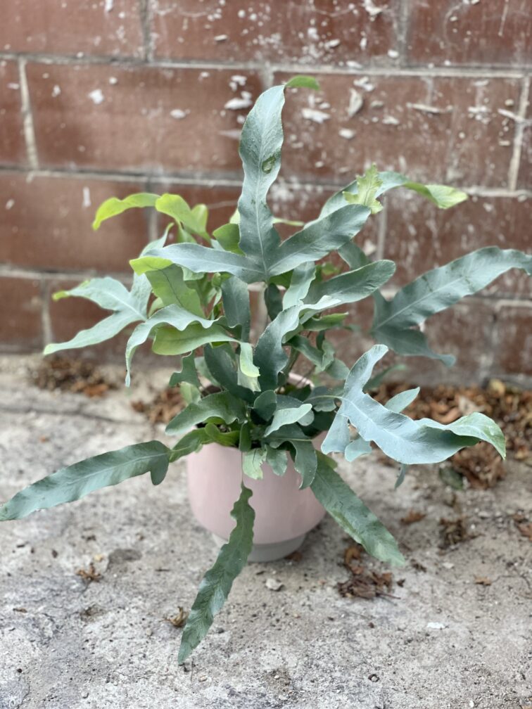 Zdjęcie rosliny doniczkowej Phlebodium aureum Blue Star, ujęcie 1