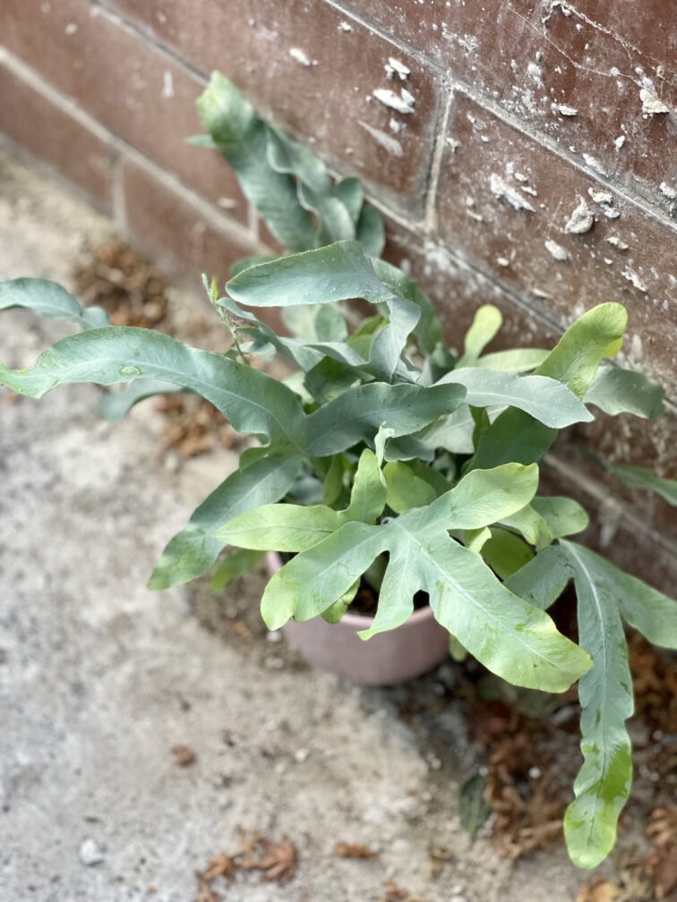 Zdjęcie rosliny doniczkowej Phlebodium aureum Blue Star, ujęcie 2