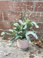 Zdjęcie rosliny doniczkowej Phlebodium aureum Blue Star, ujęcie 3