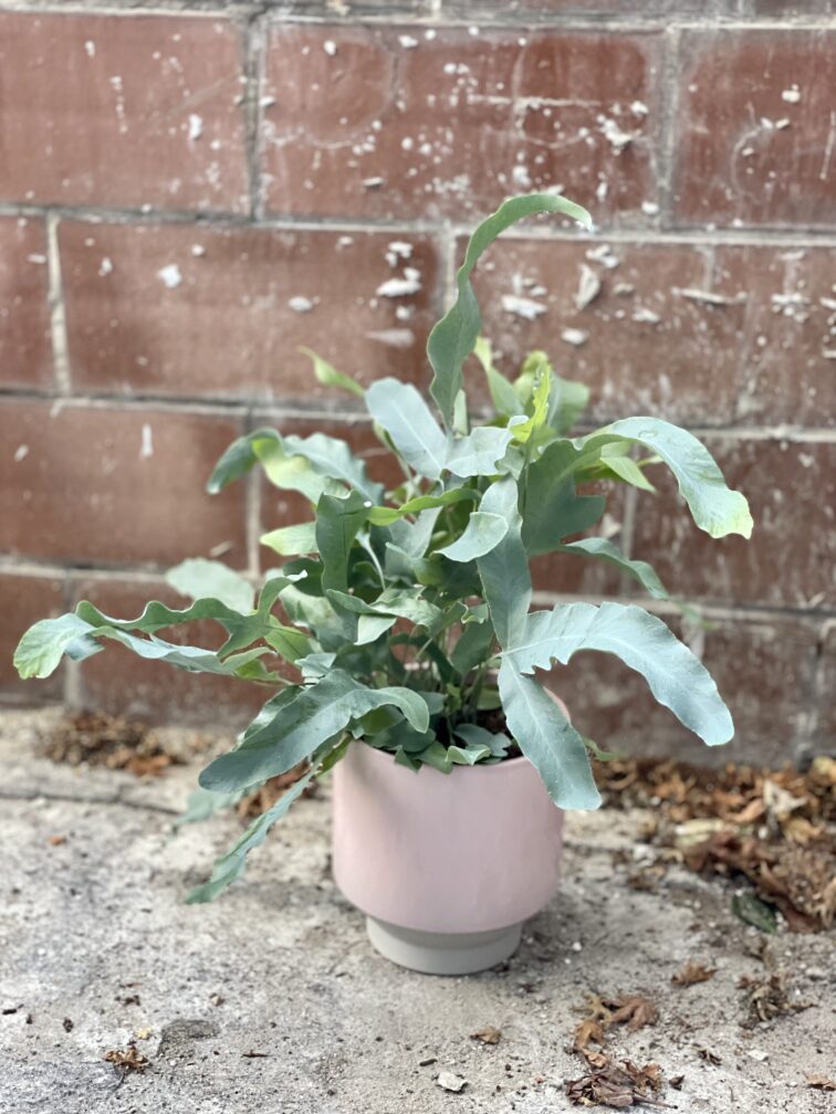 Zdjęcie rosliny doniczkowej Phlebodium aureum Blue Star, ujęcie 3