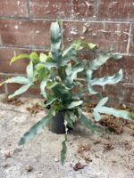 Zdjęcie rosliny doniczkowej Phlebodium aureum Blue Star, ujęcie 4