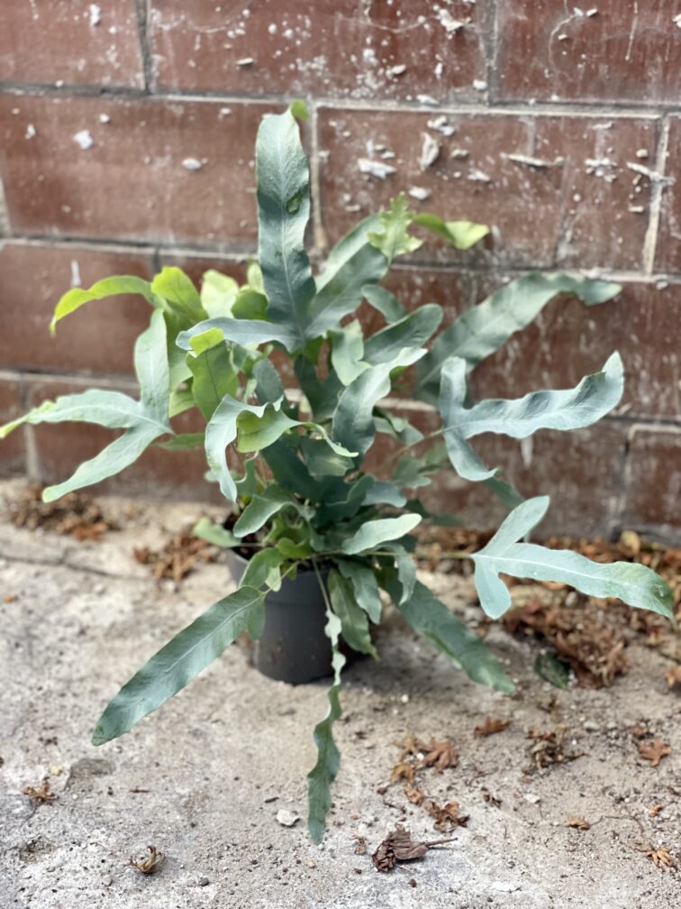 Zdjęcie rosliny doniczkowej Phlebodium aureum Blue Star, ujęcie 4