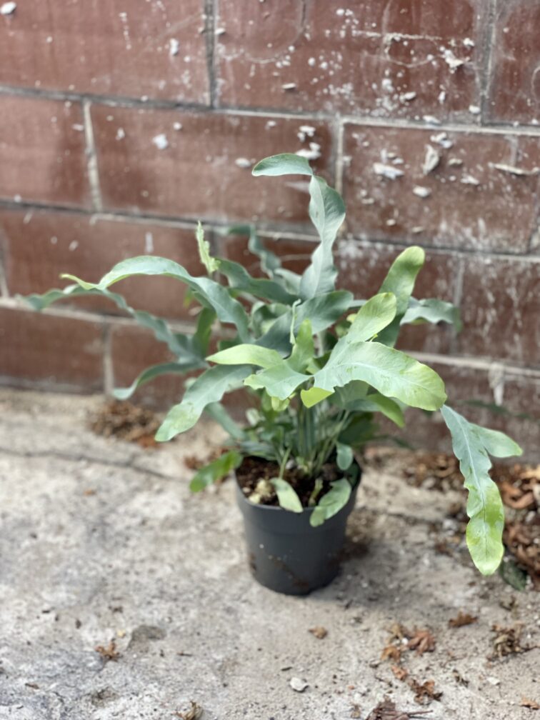 Zdjęcie rosliny doniczkowej Phlebodium aureum Blue Star, ujęcie 5