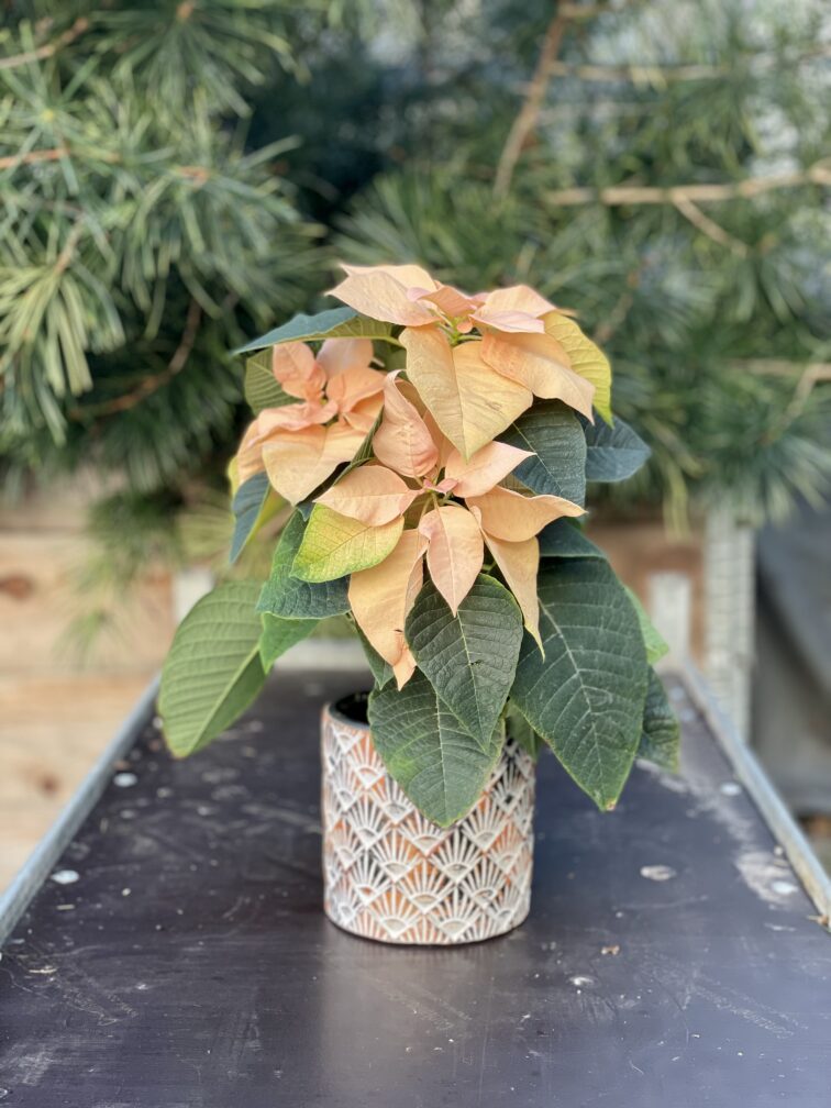 poinsettia-pulcherrima-autumn-leaves_14x35-1_1668848842.jpg Zdjęcie rosliny doniczkowej Poinsettia pulcherrima Autumn Leaves, ujęcie 1