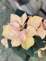 Zdjęcie rosliny doniczkowej Poinsettia pulcherrima Autumn Leaves, ujęcie 2