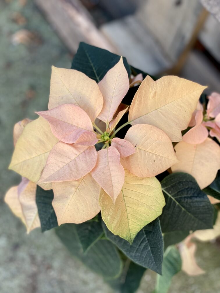 Zdjęcie rosliny doniczkowej Poinsettia pulcherrima Autumn Leaves, ujęcie 2