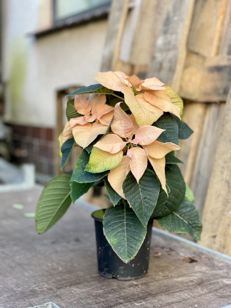 Zdjęcie rosliny doniczkowej Poinsettia pulcherrima Autumn Leaves, ujęcie 3