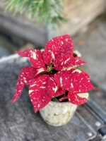 Zdjęcie rosliny doniczkowej Poinsettia pulcherrima Primero, ujęcie 1