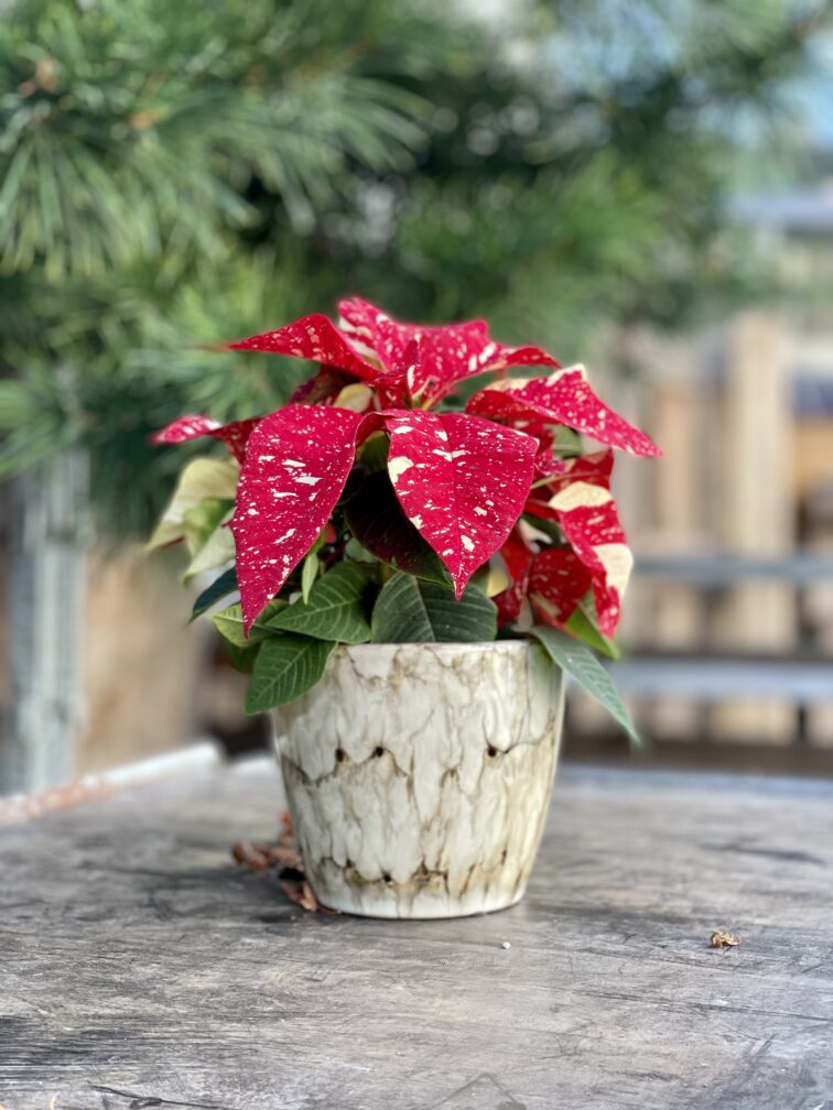 Zdjęcie rosliny doniczkowej Poinsettia pulcherrima Primero, ujęcie 2