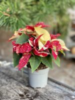 Zdjęcie rosliny doniczkowej Poinsettia pulcherrima Primero, ujęcie 3